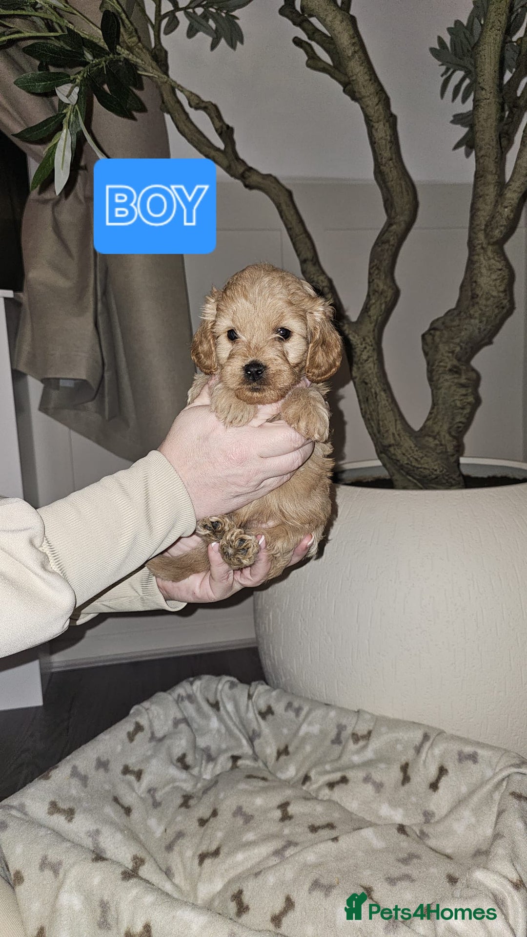 Cavapoo dogs for sale: F1B Cavapoo puppies  - Advert 17