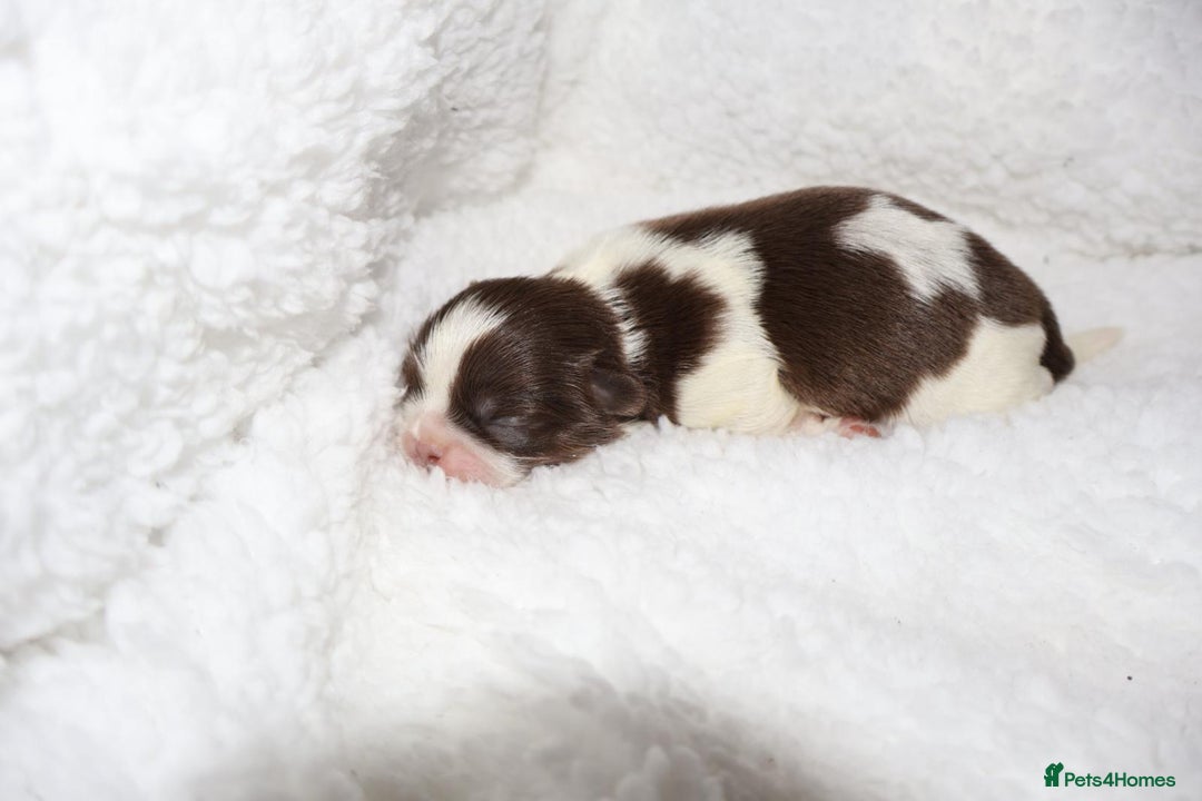 Shih Tzu dogs for sale: ✨ULTIMATE DNA Imperial’s now available✨ - Advert 9