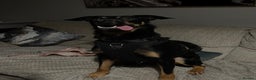 Australian Kelpie dogs for sale: Kal, Australian Kelpie  - Advert 8