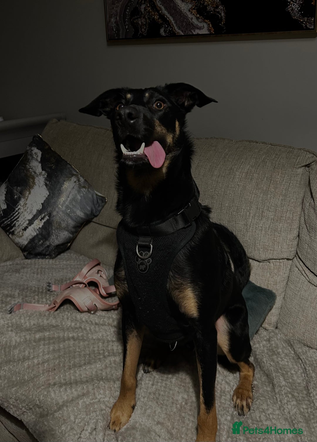 Australian Kelpie dogs for sale: Kal, Australian Kelpie  - Advert 8