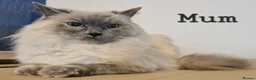 Ragdoll cats for sale: Ragdoll kittens - Advert 15