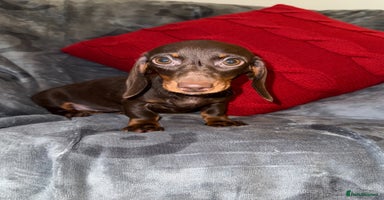 Miniature Dachshund dogs - Advert 16