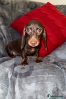 Miniature Dachshund dogs - Advert 16