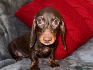 Miniature Dachshund dogs 🩷💙Stunning KC Mini Dachshund Puppies💙 - Advert 4