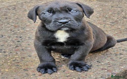 Mixed Breed dogs for sale: Stunning dogue de Bordeaux X cane corso - Image 5