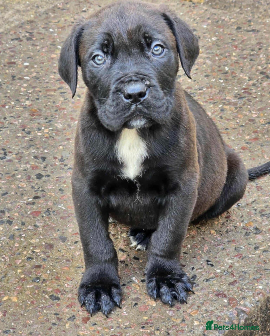 Mixed Breed dogs for sale: Stunning dogue de Bordeaux X cane corso - Image 5
