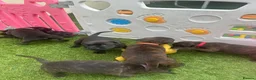 Staffordshire Bull Terrier dogs for sale: **KC reg*22 Champions* staffy pups - Advert 12