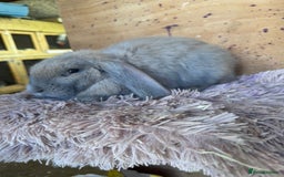 French Lop rabbits for sale: Purebred French Lops for sale  - Image 5