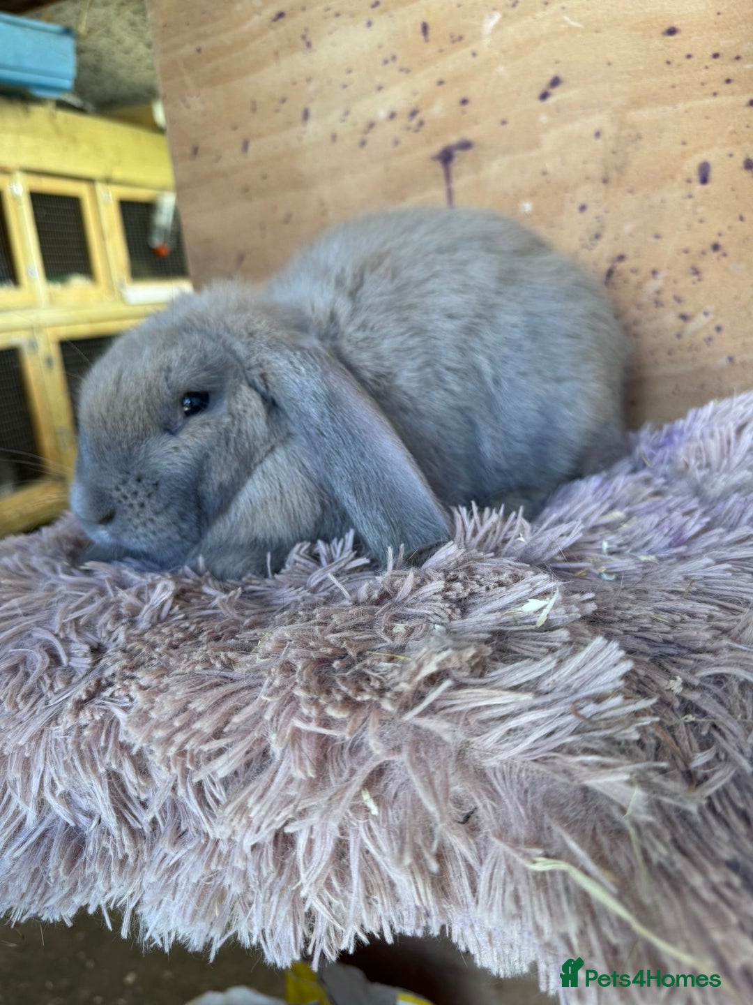 French Lop rabbits for sale: Purebred French Lops for sale  - Image 5