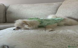 Pomeranian dogs for sale: Quick sale - Image 2