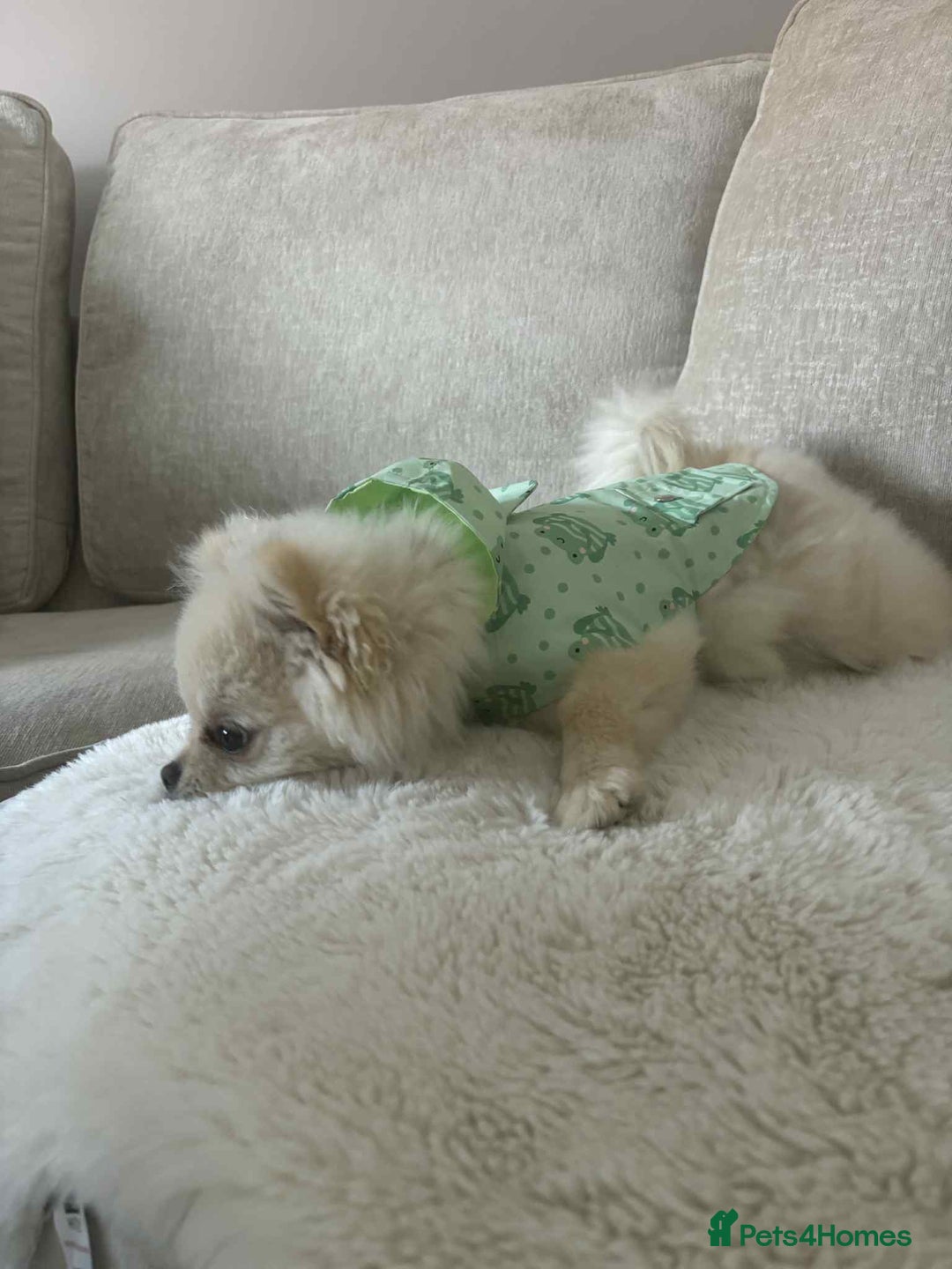 Pomeranian dogs for sale: Quick sale - Image 2