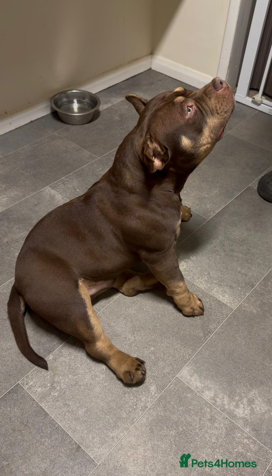 American Bully dogs for sale: Beautiful,Chocolate  American bully pocket  - Advert 7