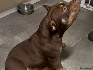 American Bully dogs Beautiful,Chocolate American bully pocket - Advert 2