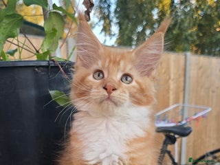 Maine Coon cats - Advert 3