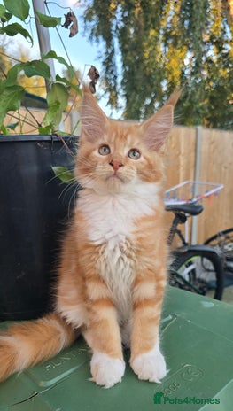 Maine Coon cats - Advert 3