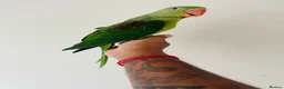 Parrots birds for sale: Hand Reared Alexandrine for sale  - Advert 6