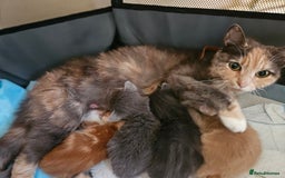 British Shorthair cats for sale: 4 Beutiful kittens  - Image 12