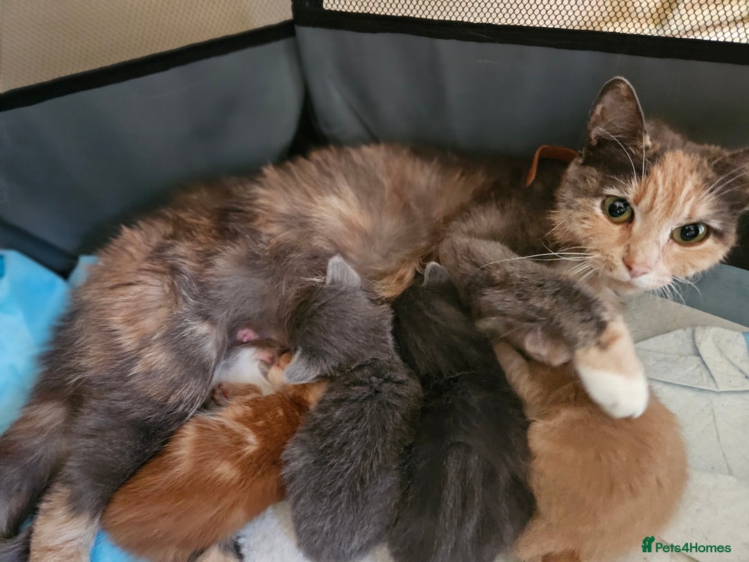 British Shorthair cats for sale: 4 Beutiful kittens  - Image 12