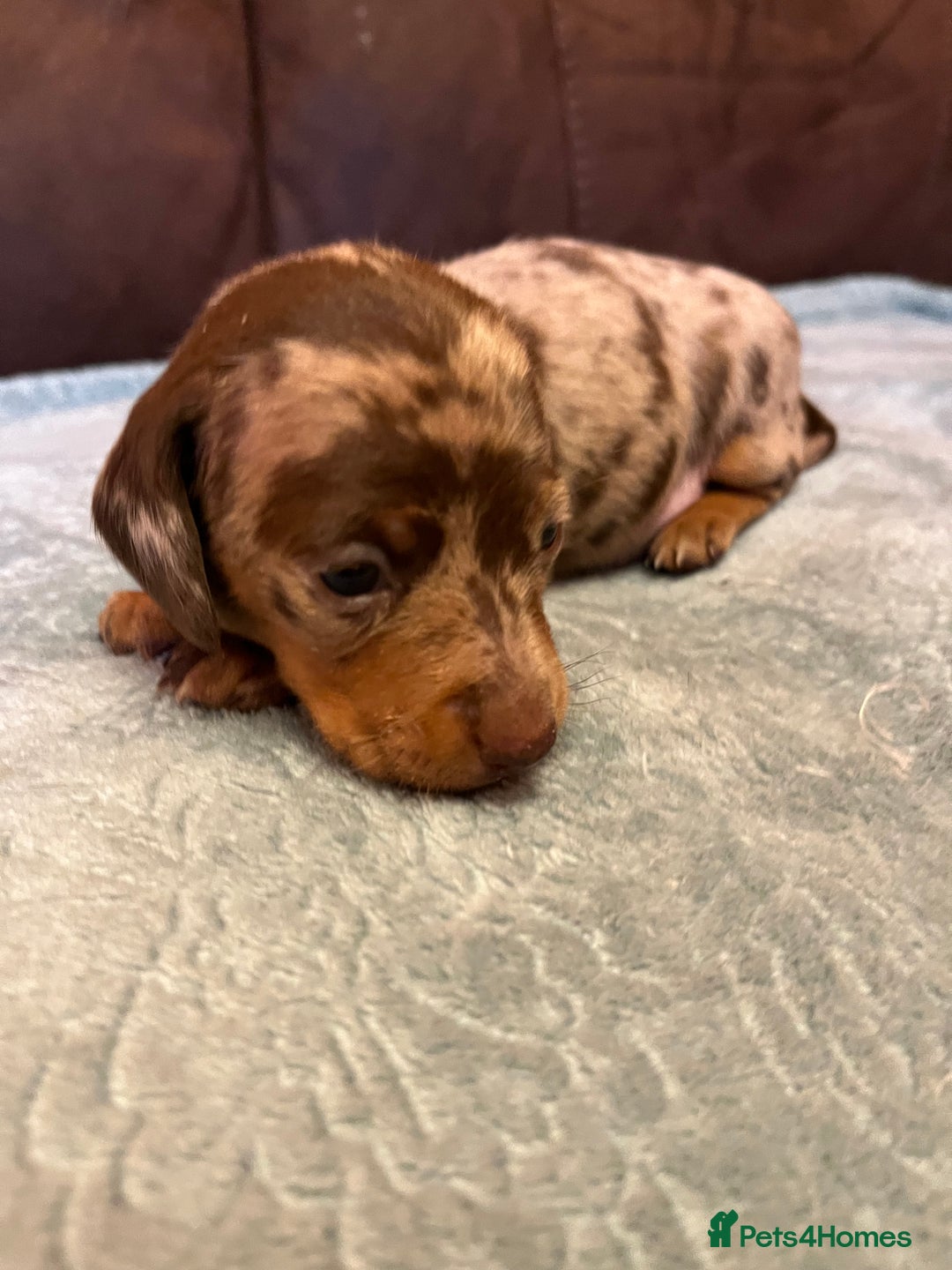 Miniature Dachshund dogs for sale: Miniature Dachshund  - Advert 2