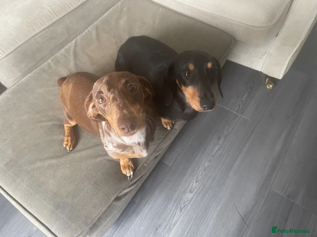 Dachshund dogs for sale: Dachshund puppy  - Advert 1