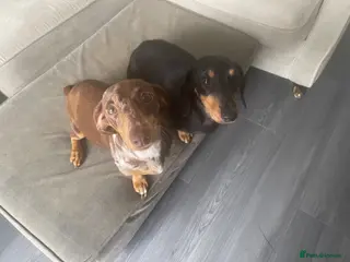 Dachshund dogs Dachshund puppy - Advert 6