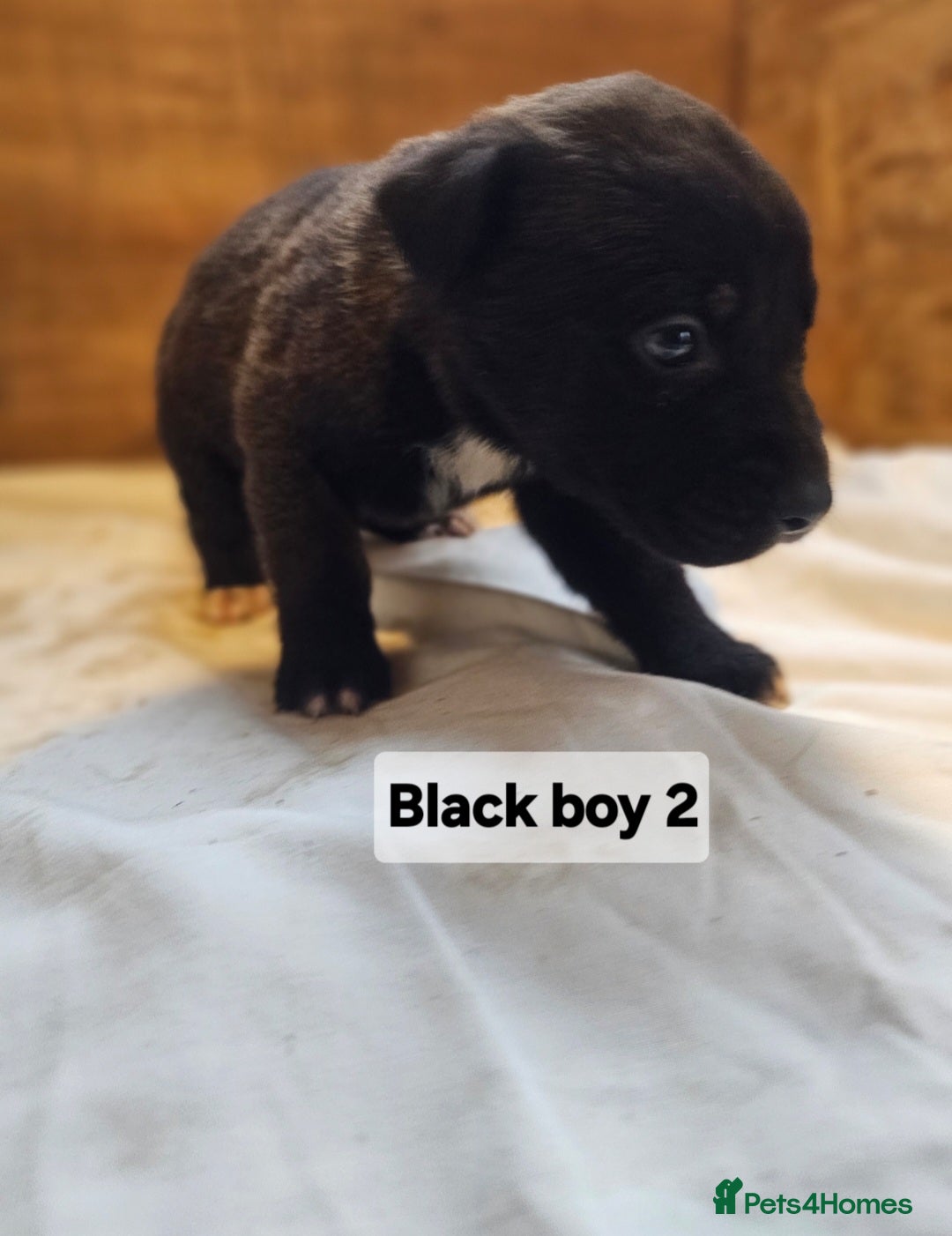 Mixed Breed dogs for sale: German shepard x rottweiler pups - Advert 15