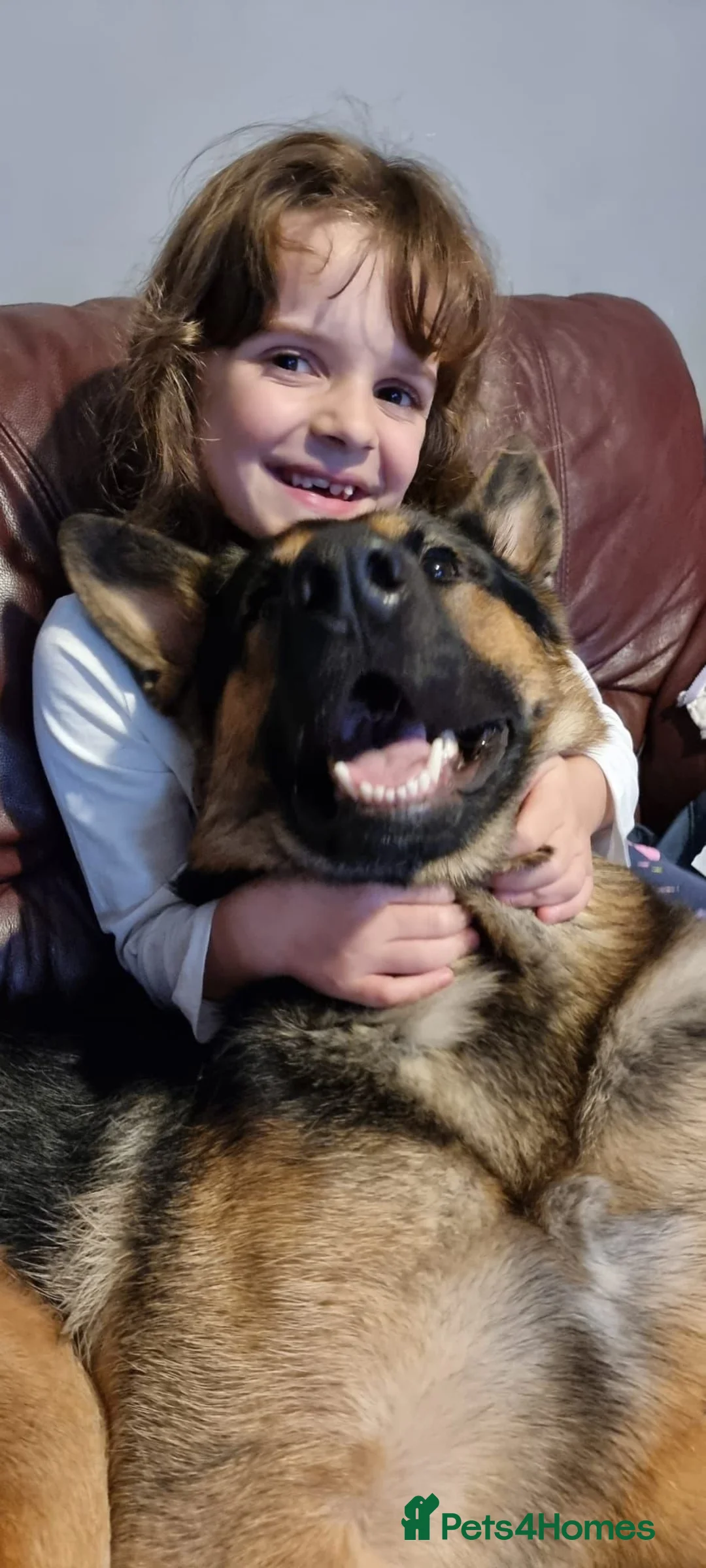 German Shepherd dogs for sale: Loving Home Wanted for 4yr Old German Shepherd  in Swansea - Advert 1
