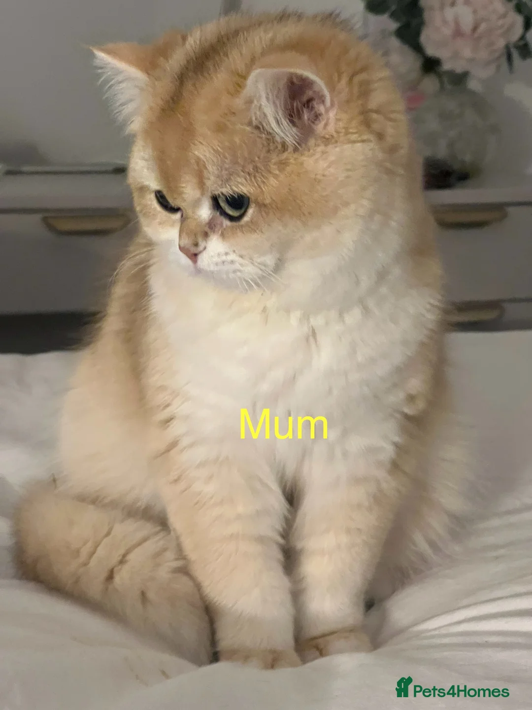 British Shorthair cats for sale: 🏆 Ny12 Golden British Shorthairs 🏆 - Advert 21