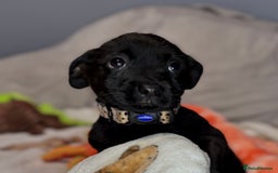 Mixed Breed dogs for sale: Cairndors - Image 3