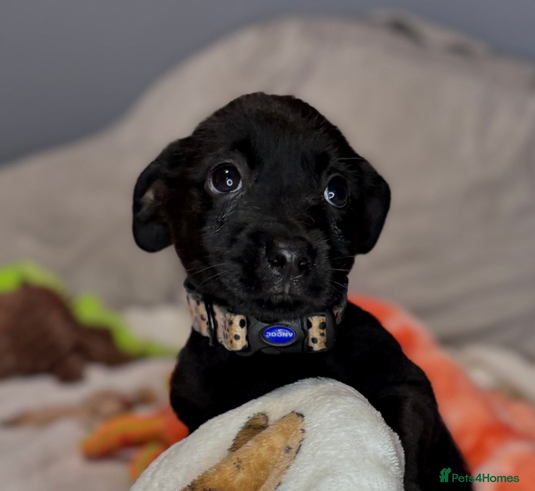 Mixed Breed dogs for sale: Cairndors - Image 3