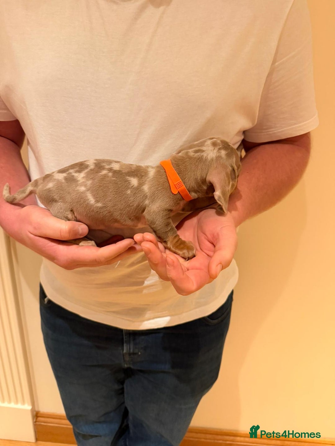 Miniature Dachshund dogs for sale: Miniature dachshund  - Advert 5