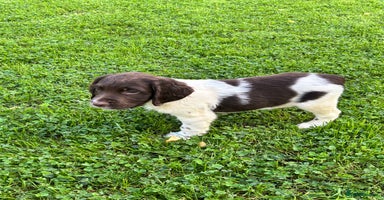 English Springer Spaniel dogs - Advert 9
