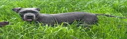 Great Dane dogs for sale: Great Dane (blue) for sale - Advert 1
