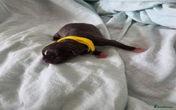 Staffordshire Bull Terrier dogs for sale: STAFFORDSHIRE BULL TERRIOR PUPPIES - Image 8