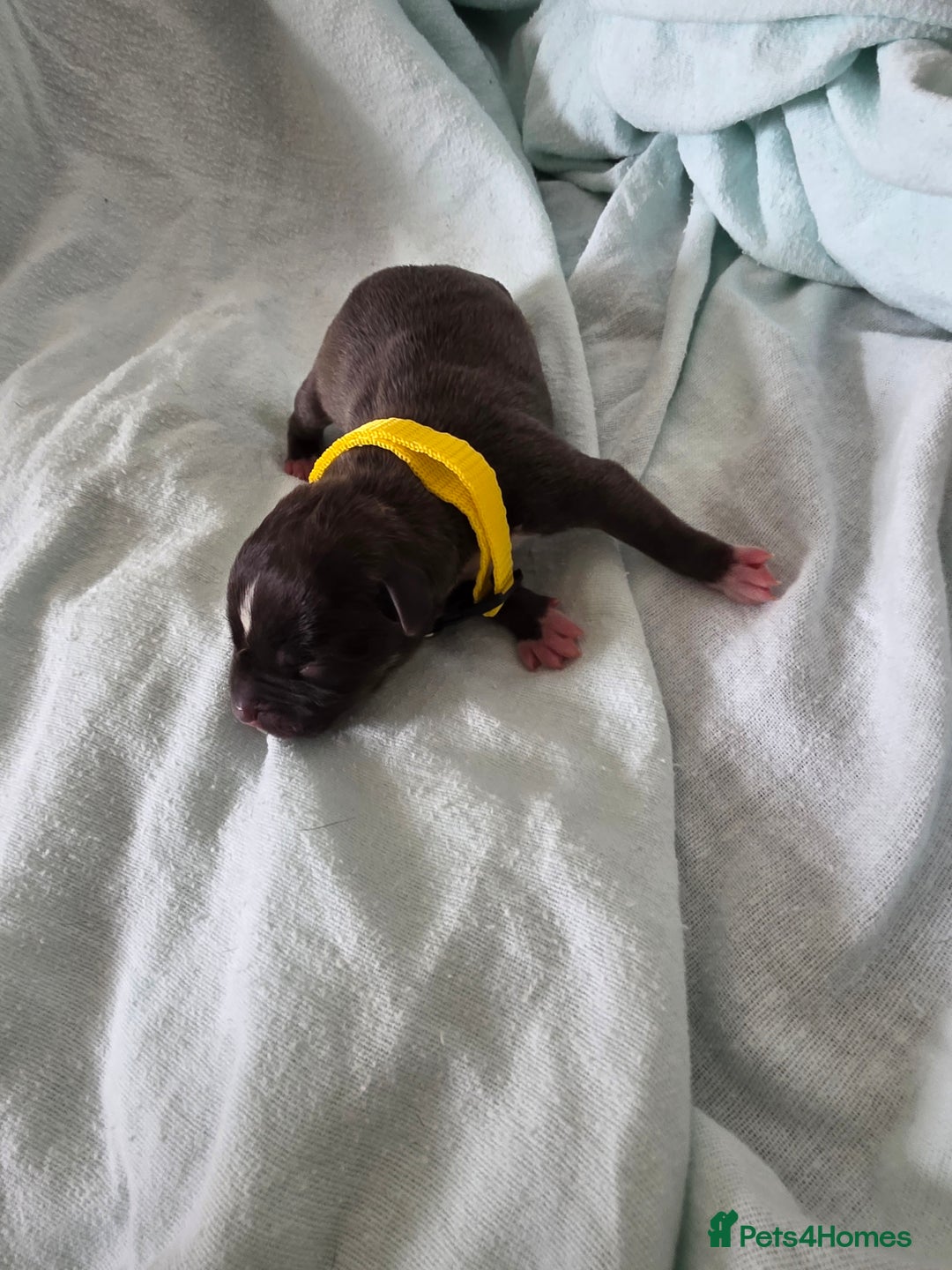 Staffordshire Bull Terrier dogs for sale: STAFFORDSHIRE BULL TERRIOR PUPPIES - Image 8