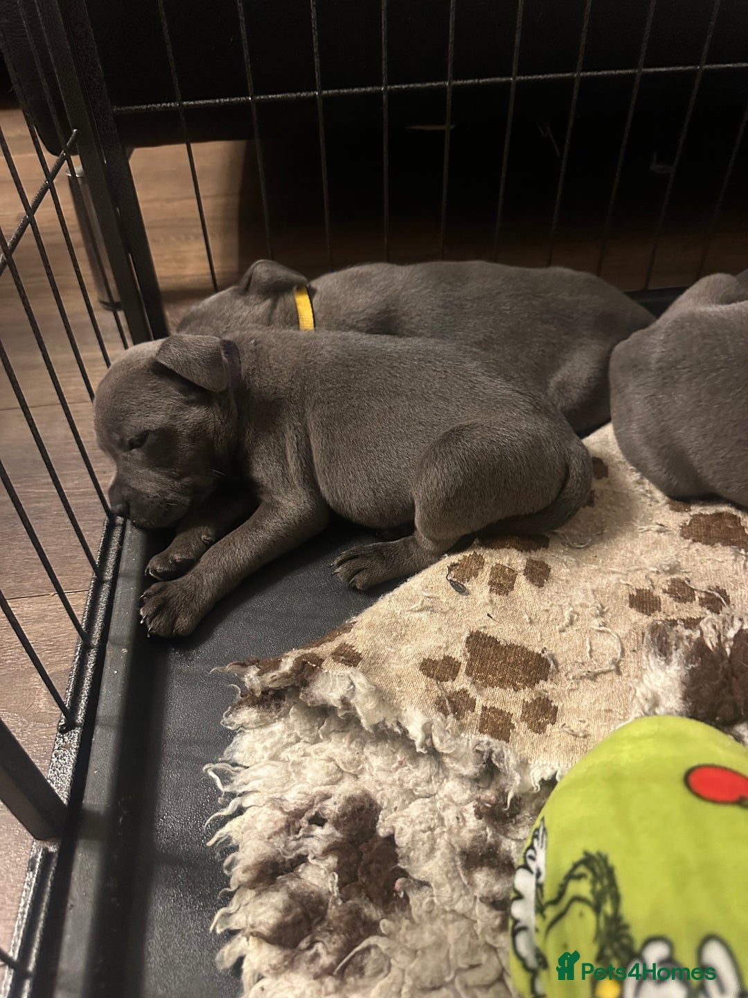 Staffordshire Bull Terrier dogs for sale: KC ⭐️Champion⭐️ bloodline Staffy Ready to leave - Advert 4