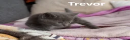 Mixed Breed cats for sale: 2 Affectionate British Shorthair Cross Kittens - Advert 18