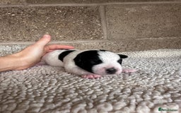 Jack Russell dogs for sale: Docked pure bred Jack Russell puppies  - Image 5