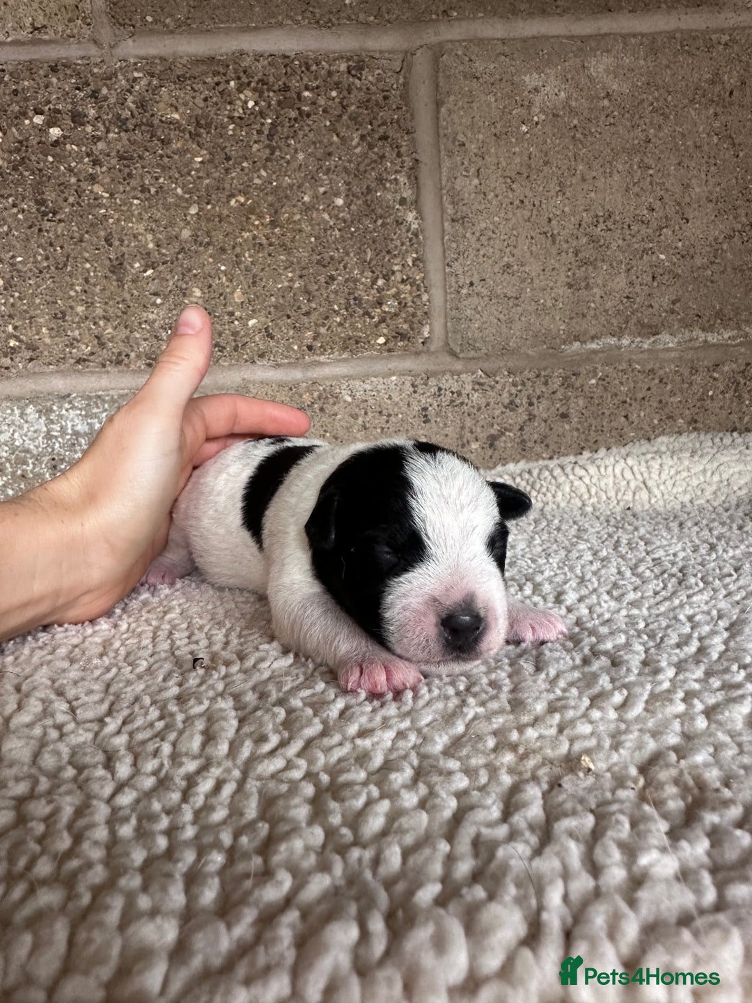 Jack Russell dogs for sale: Docked pure bred Jack Russell puppies  - Image 5