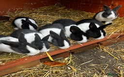 Dutch rabbits for sale: Dutch rabbits for sale  - Image 3