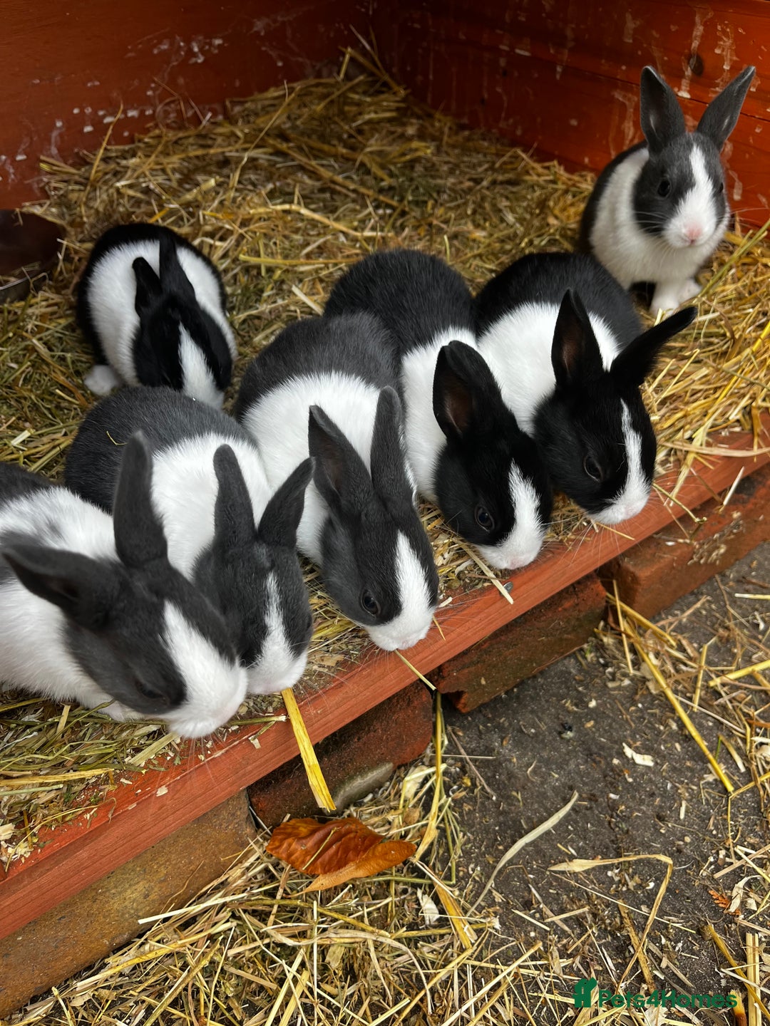 Dutch rabbits for sale: Dutch rabbits for sale  - Image 3