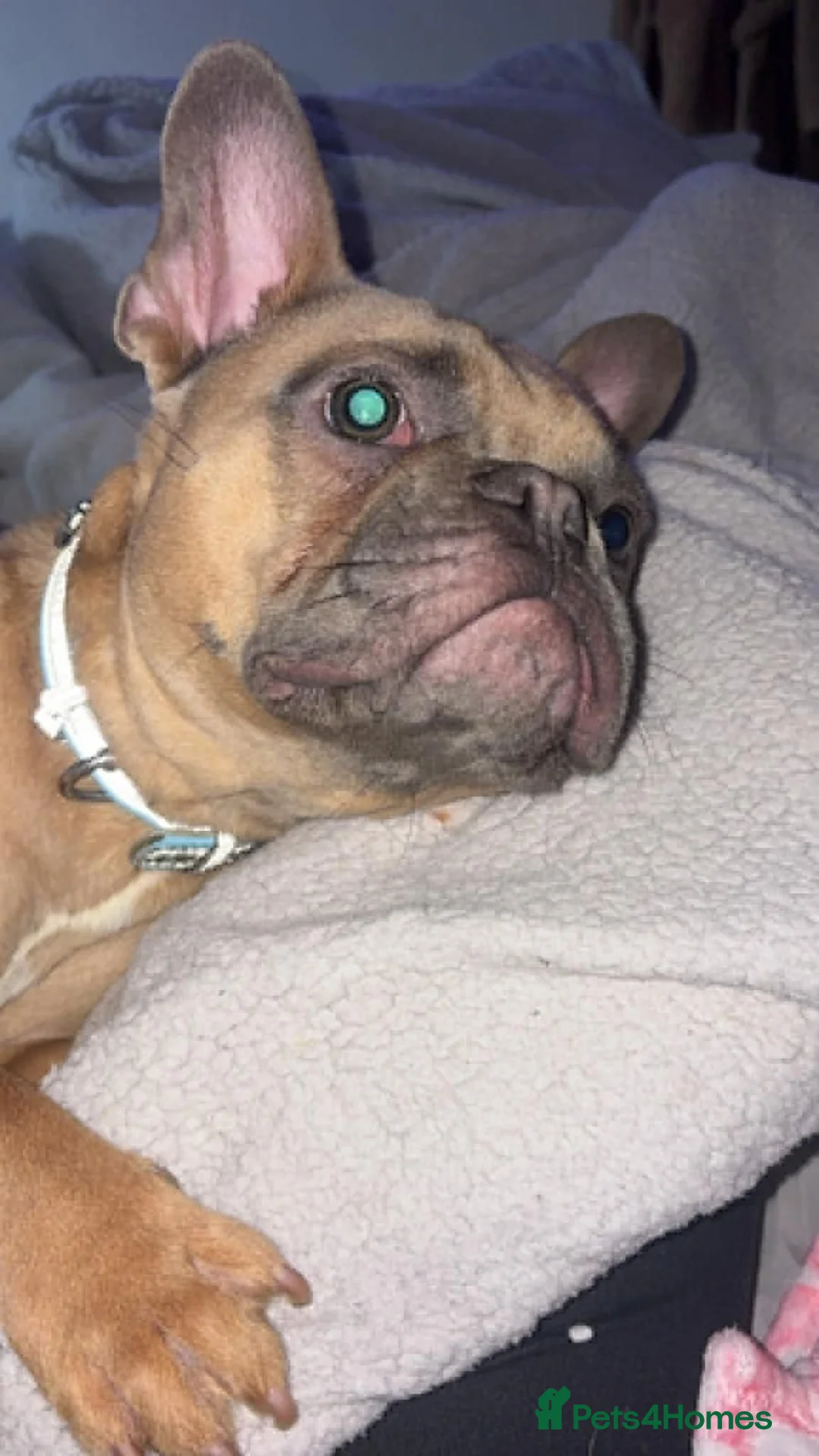 French Bulldog dogs for sale: French Bulldog  in Nottingham - Advert 4