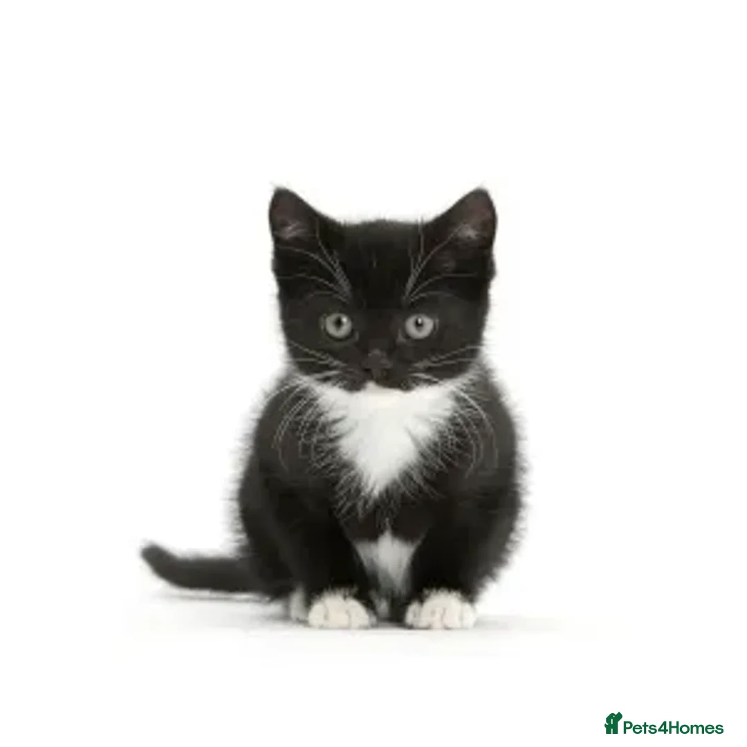 British Shorthair cats for sale: wanted  - Advert 1