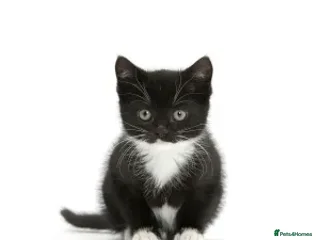 British Shorthair cats wanted - Advert 1