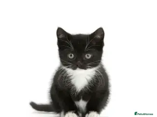 British Shorthair cats wanted - Advert 15