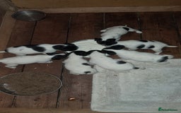 Jack Russell dogs for sale: KC Jack Russell pups, DNA Clear- LOA, SCA, PLL - Image 4
