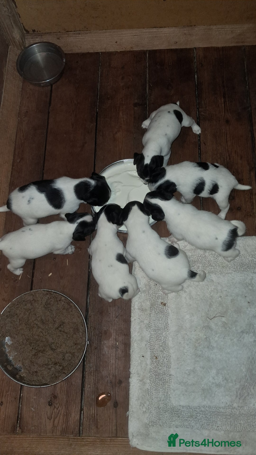 Jack Russell dogs for sale: KC Jack Russell pups, DNA Clear- LOA, SCA, PLL - Image 4