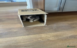 British Shorthair cats for sale: British shorthair blue and white, 4 months old  - Image 19