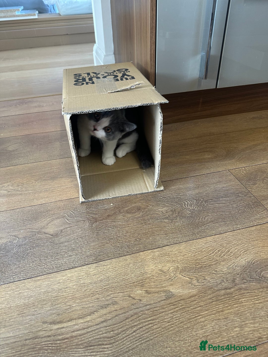British Shorthair cats for sale: British shorthair blue and white, 4 months old  - Image 19