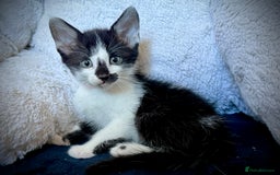 Mixed Breed cats for sale: Beautiful siamese mix kittens - Image 1
